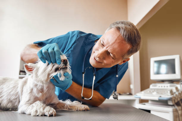 Best 24-Hour Dental Clinic Near Me  in Potomac Park, CA